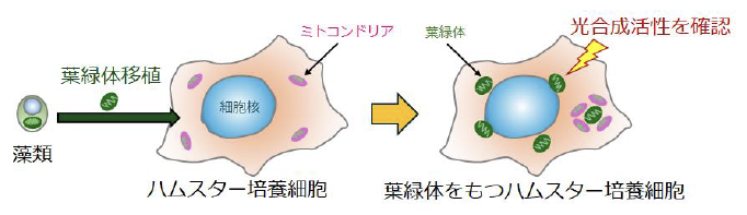 光合成活性を持つ葉緑体を動物細胞に移植することに成功 ～光合成可能な動物細胞作製の突破口を開く～