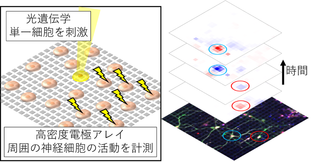 神経回路の同期活動と単一神経細胞の相互作用の一端を解明～同期活動が発生するメカニズムの理解に期待～