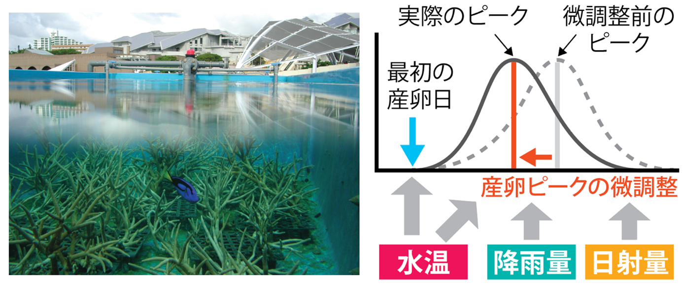 図1沖縄美ら海水族館のサンゴ水槽と産卵ピーク調整の模式図.png
