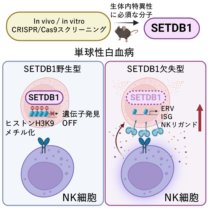 白血病の新しい腫瘍免疫抑制因子を発見～生体内CRISPR/Cas9スクリーニングによる白血病治療標的の同定～