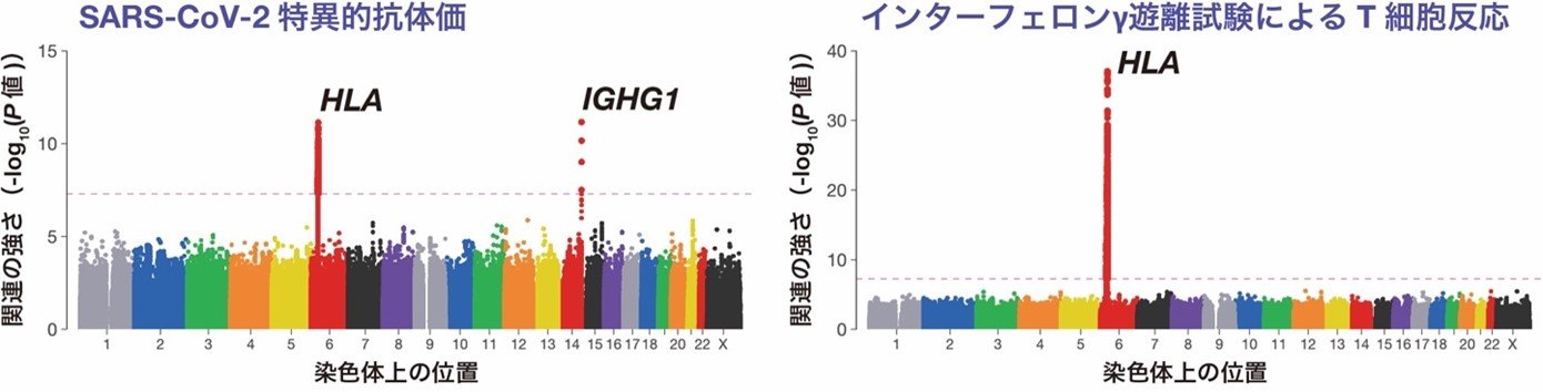 図1ワクチン接種者の免疫獲得能のゲノムワイド関連解析.jpg