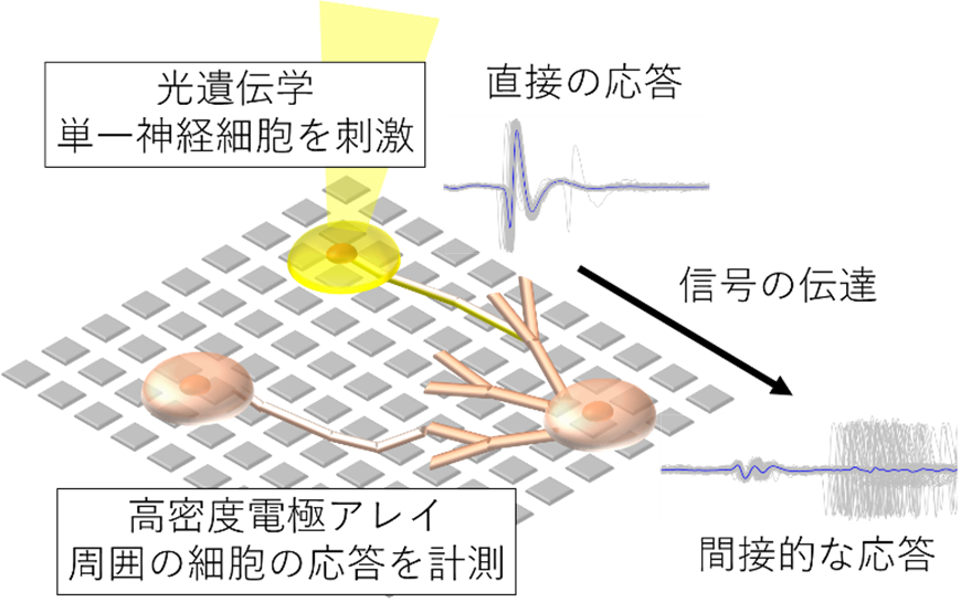 図1:単一神経細胞の刺激による応答計測.png