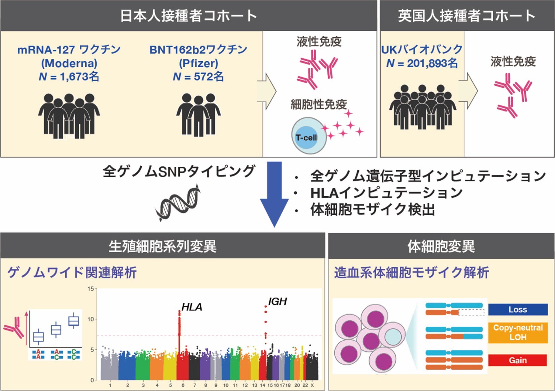 画像ヒトゲノム解析.jpg