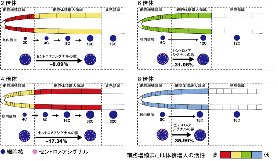 図3本研究成果の概要.png