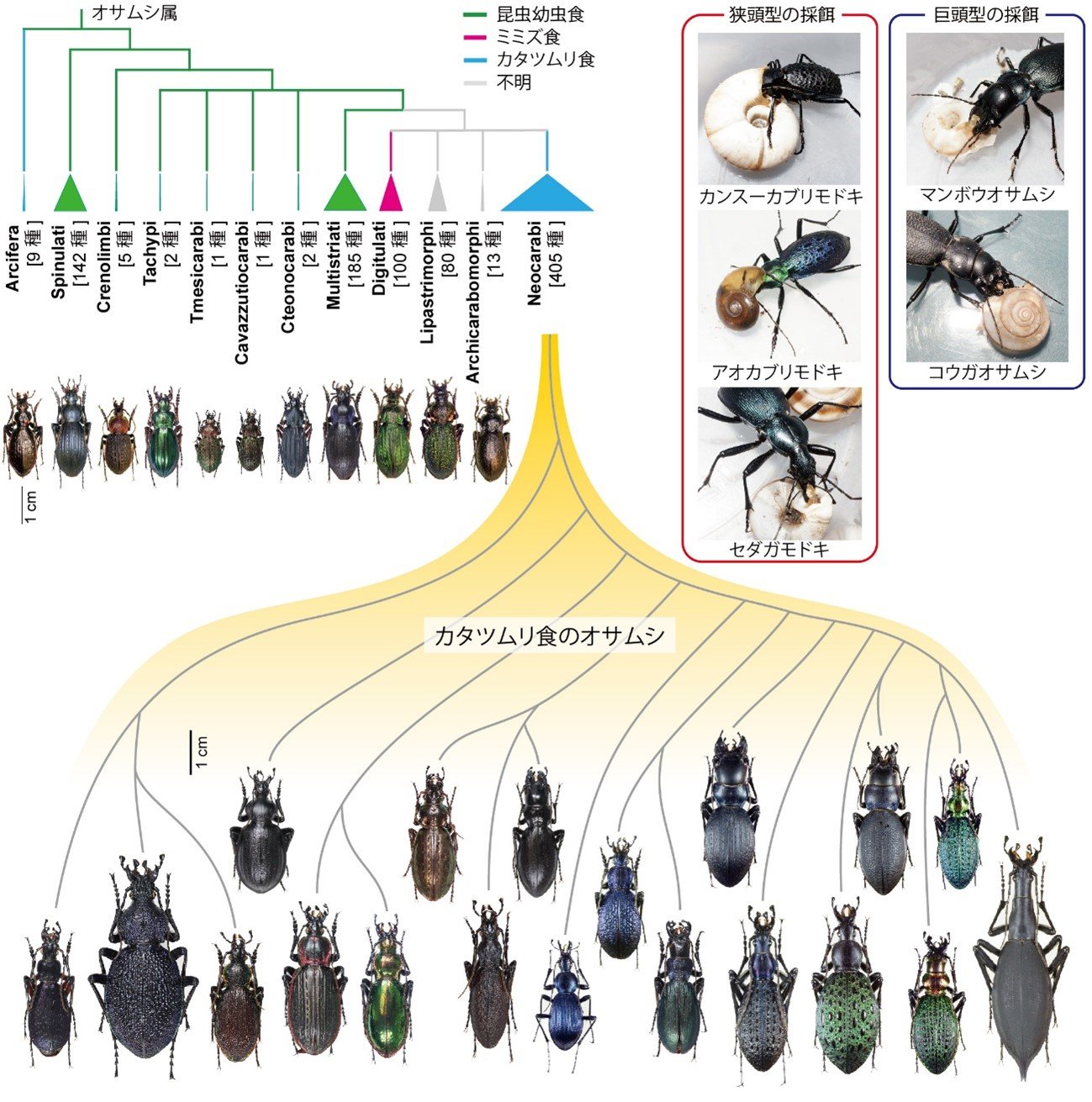 図1カタツムリを餌とするオサムシの適応放散.jpg