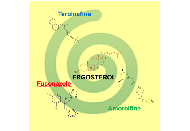 エスゴステロール合成を阻害する３つの薬剤.png