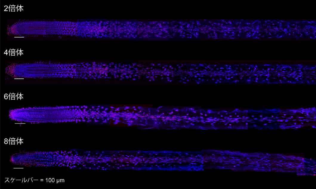 図2根端全体における染色体の様子.png