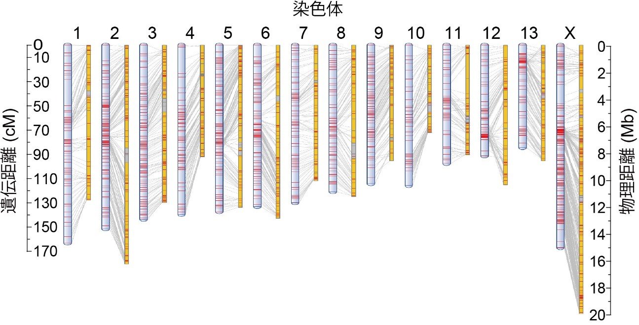 図3マイマイカブリのゲノム地図.jpg