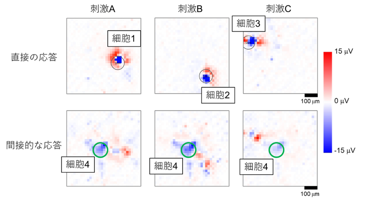 図2:複数の細胞から入力を受け取り情報を統合する神経細胞.png