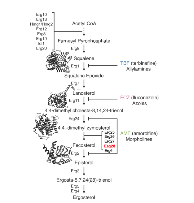 図1出芽酵母におけるエルゴステロール合成経路.png