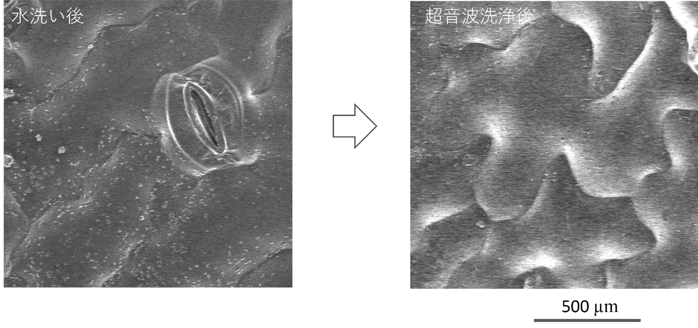 図2ホウレン草の葉の表面をクライオ走査型電子顕微鏡で観察.png