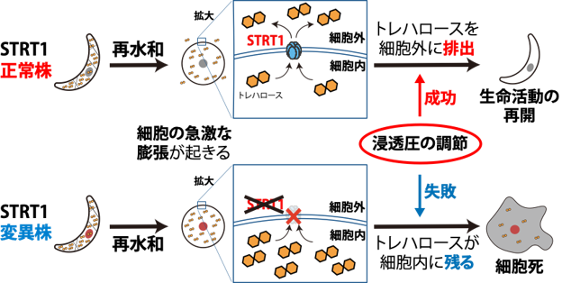 図1Pv11細胞の乾燥耐性におけるSTRT1の機能.png