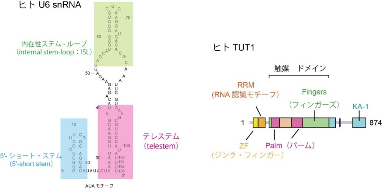 図1.jpg