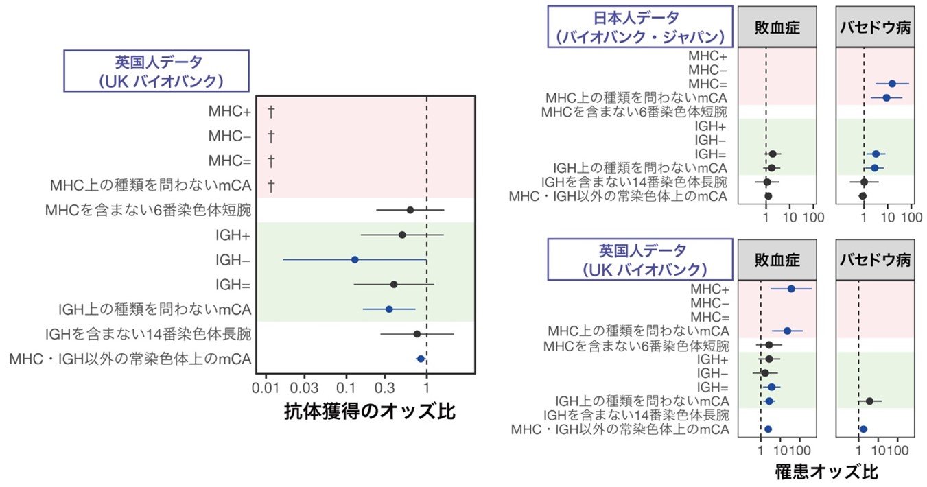 図3造血系体細胞モザイクと免疫獲得能および感染症・免疫疾患との関連.jpg